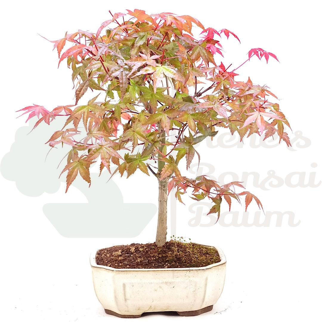 Fächer-Ahorn 'Acer palmatum 'Deshojo'